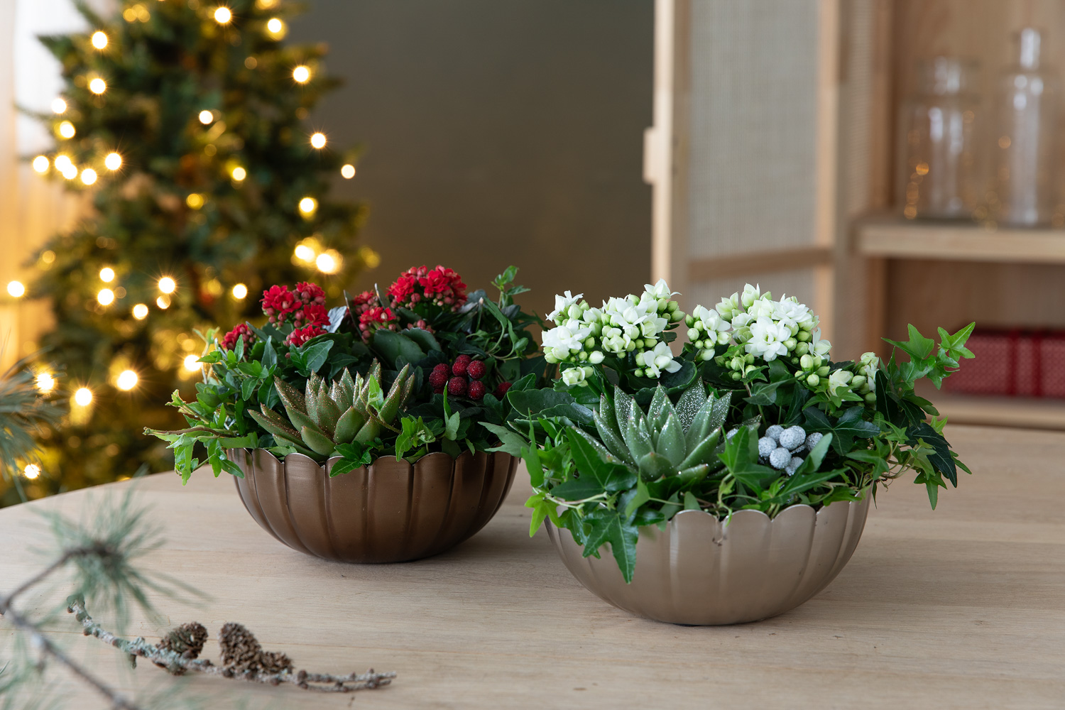 Thuja smaragd